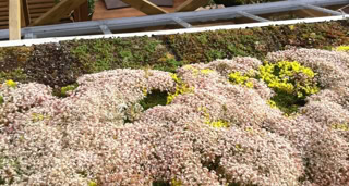 View of the green roof.