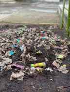 Début de la pousse des plantes dont les graines se trouvaient dans les pots des enfants. 
