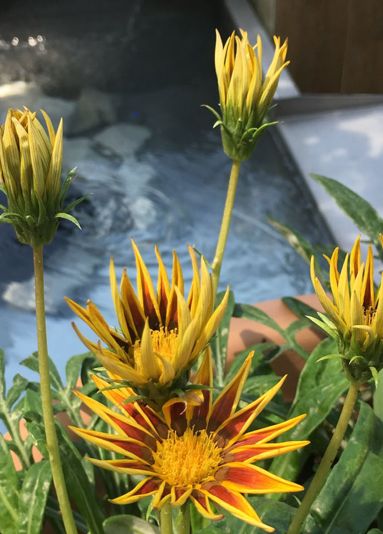 Photo de fleurs plantées dans un projet réalisé par l'agence.