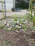 Les plantes dissimulées dans les pots des enfants poussent bien.