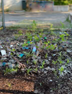 Début de la pousse des plantes dont les graines se trouvaient dans les pots des enfants. 